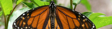 Monarch